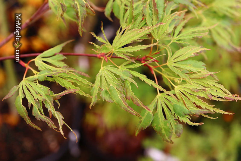 - Acer palmatum 'Hangover' Dwarf Variegated Japanese Maple - Mr Maple │ Buy Japanese Maple Trees
