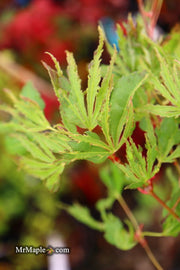 - Acer palmatum 'Hangover' Dwarf Variegated Japanese Maple - Mr Maple │ Buy Japanese Maple Trees