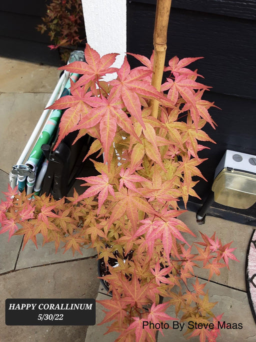 - Acer palmatum 'Happy Corallinum' Pink Japanese Maple - Mr Maple │ Buy Japanese Maple Trees