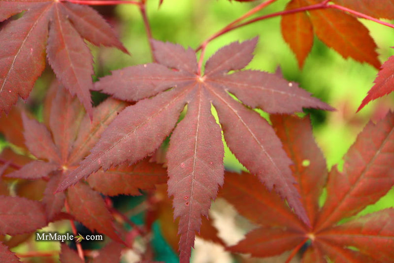 - Acer palmatum 'Harold's Select' Reticulated Japanese Maple - Mr Maple │ Buy Japanese Maple Trees
