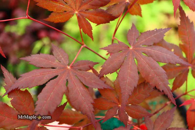- Acer palmatum 'Harold's Select' Reticulated Japanese Maple - Mr Maple │ Buy Japanese Maple Trees