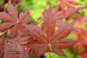 - Acer palmatum 'Harold's Select' Reticulated Japanese Maple - Mr Maple │ Buy Japanese Maple Trees