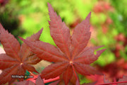 - Acer palmatum 'Harold's Select' Reticulated Japanese Maple - Mr Maple │ Buy Japanese Maple Trees