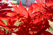 - Acer palmatum 'Harold's Select' Reticulated Japanese Maple - Mr Maple │ Buy Japanese Maple Trees