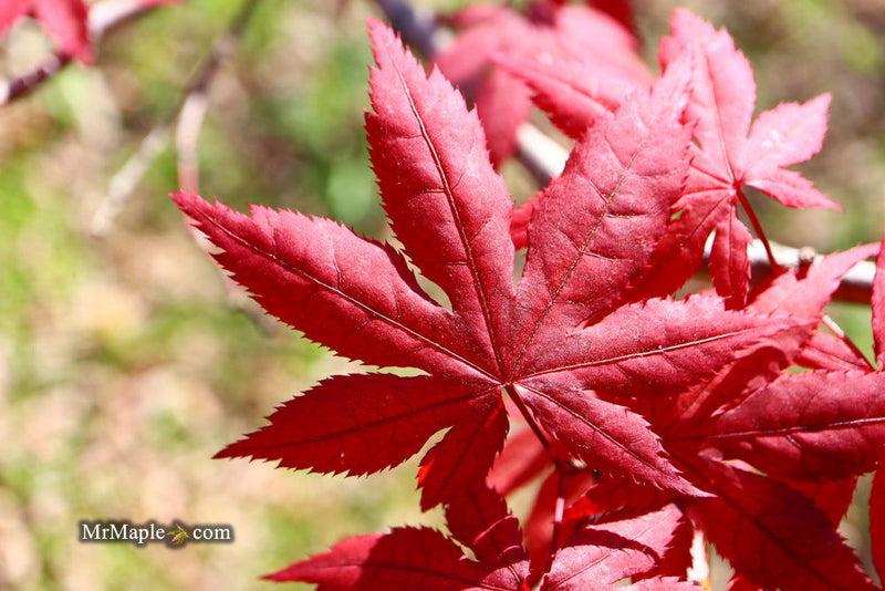 - Acer palmatum 'Harold's Select' Reticulated Japanese Maple - Mr Maple │ Buy Japanese Maple Trees