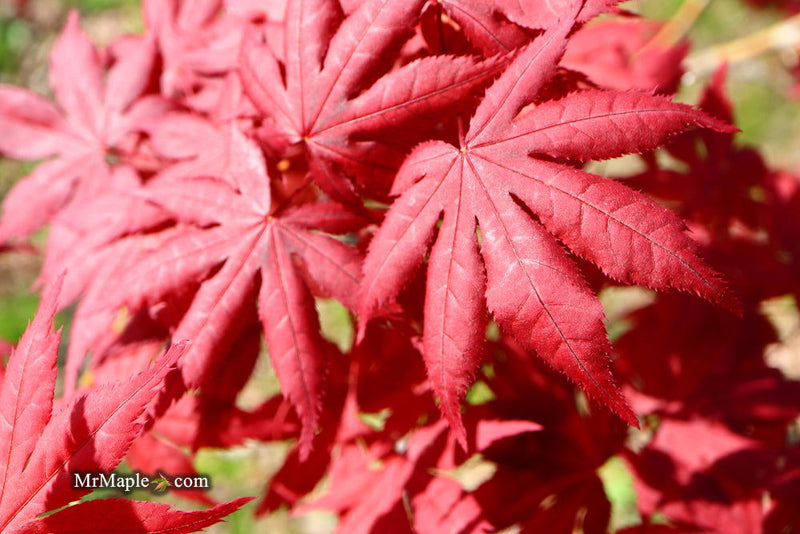 - Acer palmatum 'Harold's Select' Reticulated Japanese Maple - Mr Maple │ Buy Japanese Maple Trees