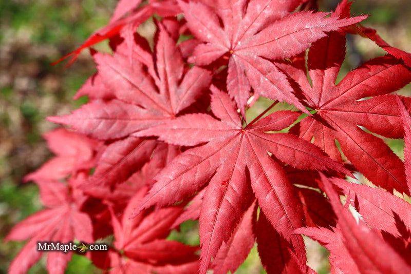 - Acer palmatum 'Harold's Select' Reticulated Japanese Maple - Mr Maple │ Buy Japanese Maple Trees
