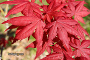 - Acer palmatum 'Harold's Select' Reticulated Japanese Maple - Mr Maple │ Buy Japanese Maple Trees