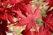- Acer palmatum 'Harold's Select' Reticulated Japanese Maple - Mr Maple │ Buy Japanese Maple Trees