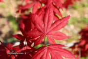 - Acer palmatum 'Harold's Select' Reticulated Japanese Maple - Mr Maple │ Buy Japanese Maple Trees