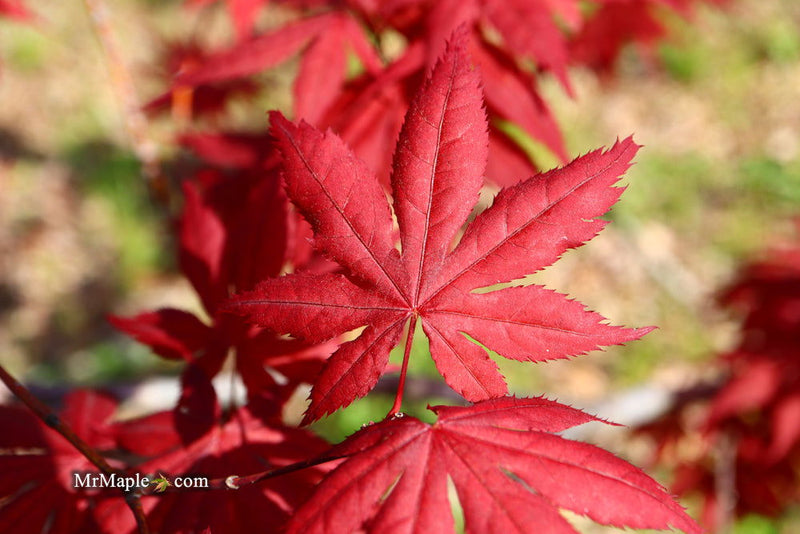 - Acer palmatum 'Harold's Select' Reticulated Japanese Maple - Mr Maple │ Buy Japanese Maple Trees