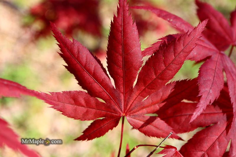 - Acer palmatum 'Harold's Select' Reticulated Japanese Maple - Mr Maple │ Buy Japanese Maple Trees