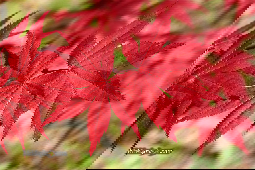 OVER FIELD MAPLE MR-2001 バット OVER FIELD MAPLE MR-2001 バット