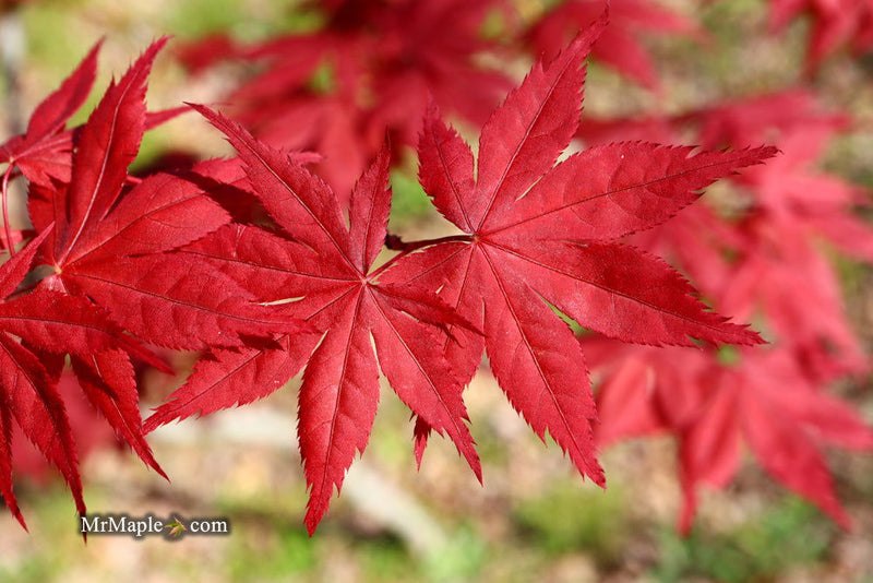 - Acer palmatum 'Harold's Select' Reticulated Japanese Maple - Mr Maple │ Buy Japanese Maple Trees