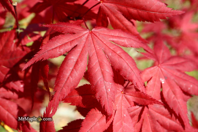 - Acer palmatum 'Harold's Select' Reticulated Japanese Maple - Mr Maple │ Buy Japanese Maple Trees