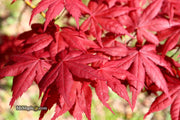 - Acer palmatum 'Harold's Select' Reticulated Japanese Maple - Mr Maple │ Buy Japanese Maple Trees