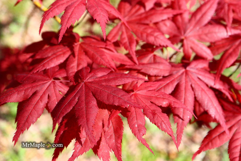 - Acer palmatum 'Harold's Select' Reticulated Japanese Maple - Mr Maple │ Buy Japanese Maple Trees
