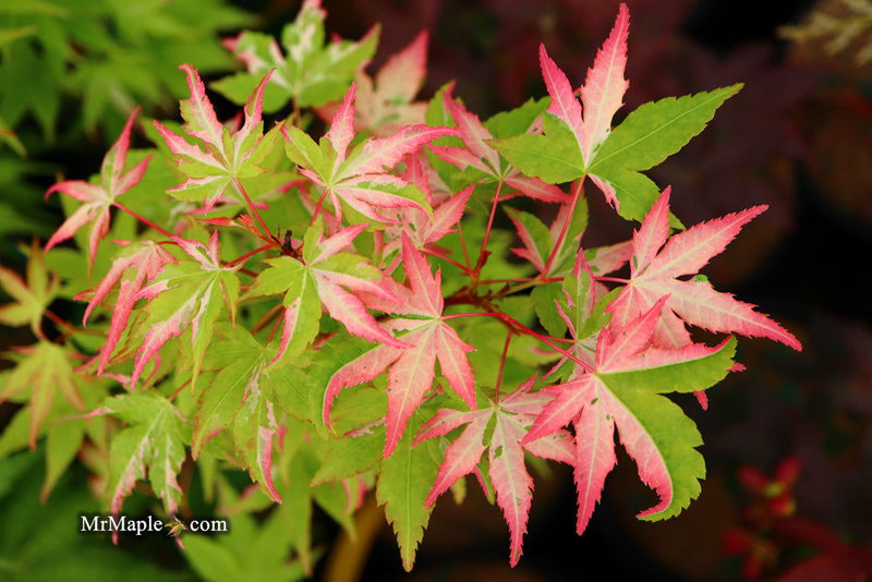 - Acer palmatum 'Harriet Waldman' Japanese Maple - Mr Maple │ Buy Japanese Maple Trees