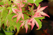 - Acer palmatum 'Harriet Waldman' Japanese Maple - Mr Maple │ Buy Japanese Maple Trees