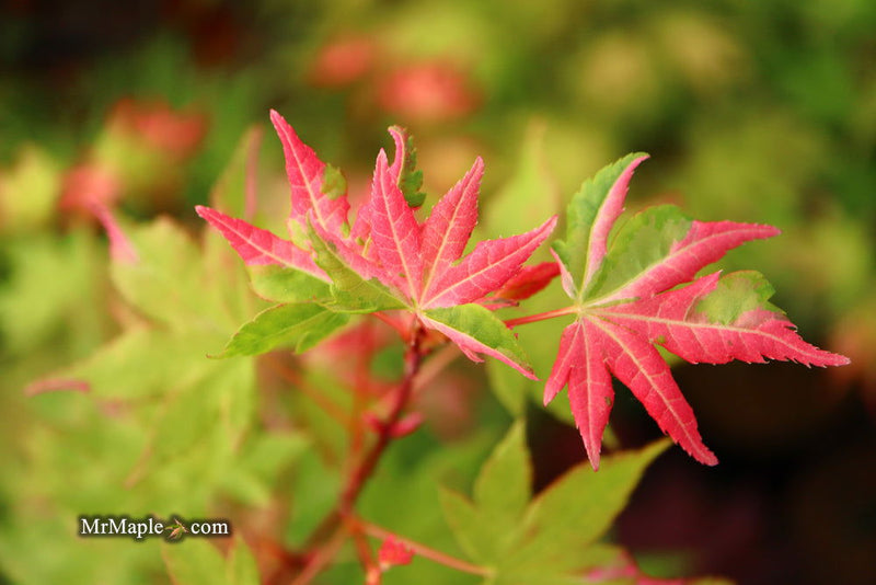 - Acer palmatum 'Harriet Waldman' Japanese Maple - Mr Maple │ Buy Japanese Maple Trees