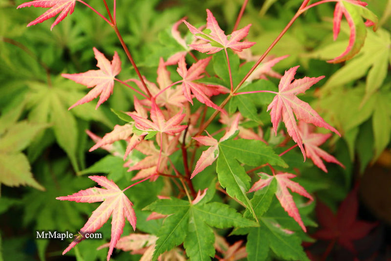 - Acer palmatum 'Harriet Waldman' Japanese Maple - Mr Maple │ Buy Japanese Maple Trees