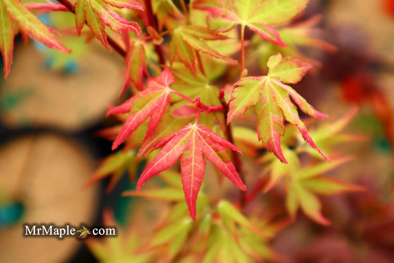 - Acer palmatum 'Harriet Waldman' Japanese Maple - Mr Maple │ Buy Japanese Maple Trees