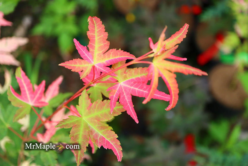 - Acer palmatum 'Harriet Waldman' Japanese Maple - Mr Maple │ Buy Japanese Maple Trees