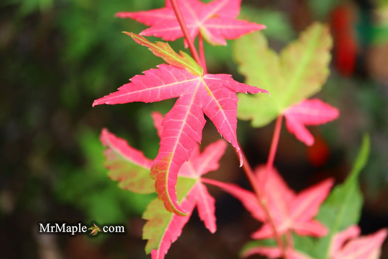 - Acer palmatum 'Harriet Waldman' Japanese Maple - Mr Maple │ Buy Japanese Maple Trees