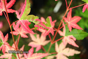 - Acer palmatum 'Harriet Waldman' Japanese Maple - Mr Maple │ Buy Japanese Maple Trees