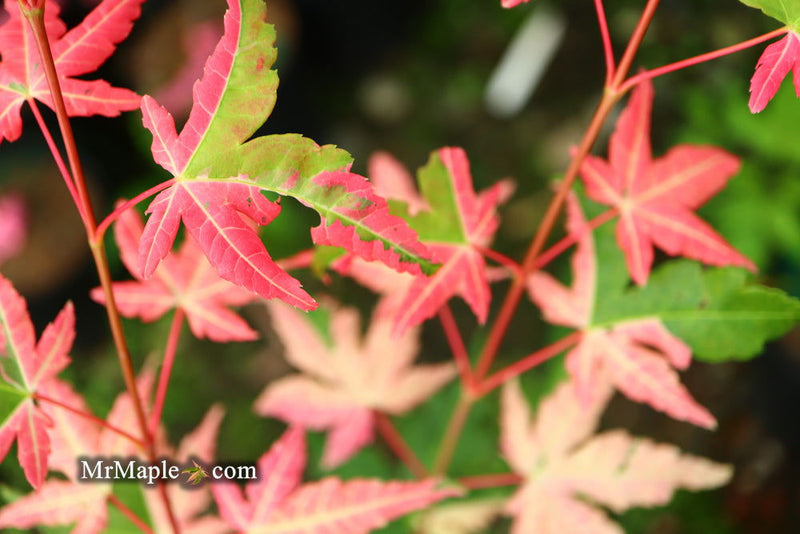 - Acer palmatum 'Harriet Waldman' Japanese Maple - Mr Maple │ Buy Japanese Maple Trees