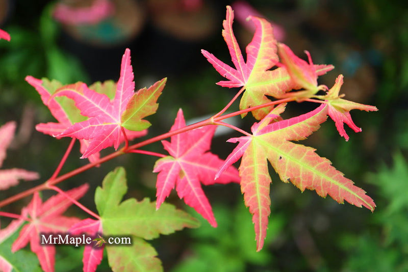 - Acer palmatum 'Harriet Waldman' Japanese Maple - Mr Maple │ Buy Japanese Maple Trees