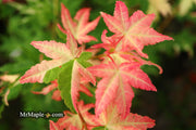 - Acer palmatum 'Harriet Waldman' Japanese Maple - Mr Maple │ Buy Japanese Maple Trees