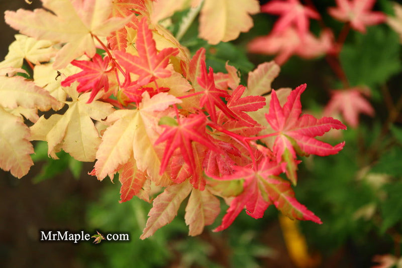 - Acer palmatum 'Harriet Waldman' Japanese Maple - Mr Maple │ Buy Japanese Maple Trees