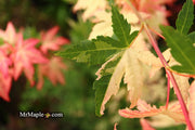 - Acer palmatum 'Harriet Waldman' Japanese Maple - Mr Maple │ Buy Japanese Maple Trees