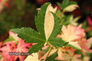 - Acer palmatum 'Harriet Waldman' Japanese Maple - Mr Maple │ Buy Japanese Maple Trees