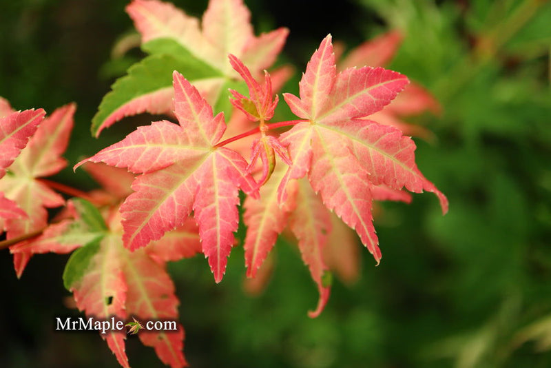 - Acer palmatum 'Harriet Waldman' Japanese Maple - Mr Maple │ Buy Japanese Maple Trees
