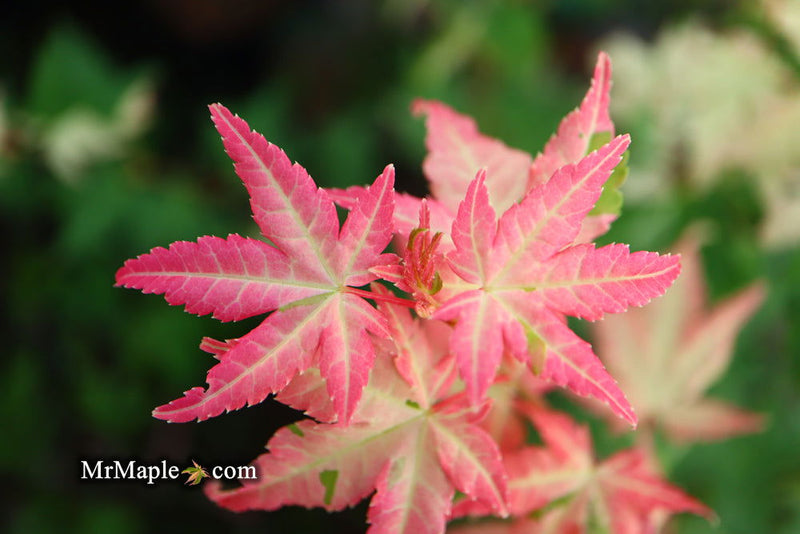 - Acer palmatum 'Harriet Waldman' Japanese Maple - Mr Maple │ Buy Japanese Maple Trees