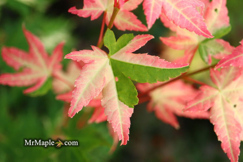 - Acer palmatum 'Harriet Waldman' Japanese Maple - Mr Maple │ Buy Japanese Maple Trees
