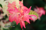 - Acer palmatum 'Harriet Waldman' Japanese Maple - Mr Maple │ Buy Japanese Maple Trees