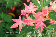 - Acer palmatum 'Harriet Waldman' Japanese Maple - Mr Maple │ Buy Japanese Maple Trees