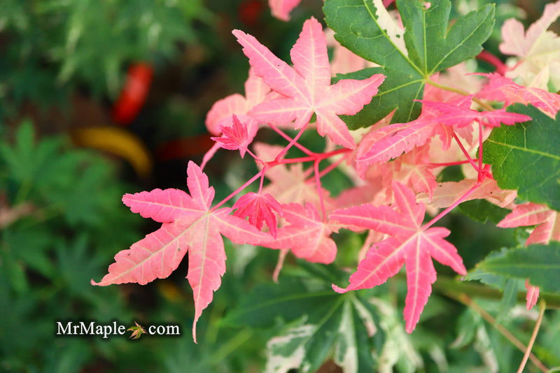 - Acer palmatum 'Harriet Waldman' Japanese Maple - Mr Maple │ Buy Japanese Maple Trees