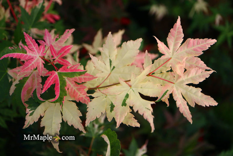 - Acer palmatum 'Harriet Waldman' Japanese Maple - Mr Maple │ Buy Japanese Maple Trees
