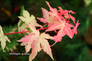 - Acer palmatum 'Harriet Waldman' Japanese Maple - Mr Maple │ Buy Japanese Maple Trees