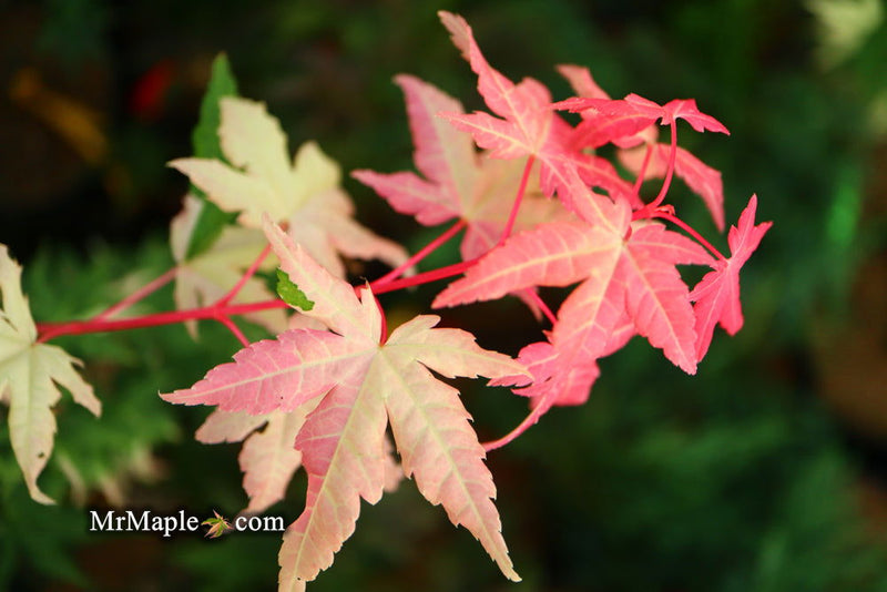 - Acer palmatum 'Harriet Waldman' Japanese Maple - Mr Maple │ Buy Japanese Maple Trees