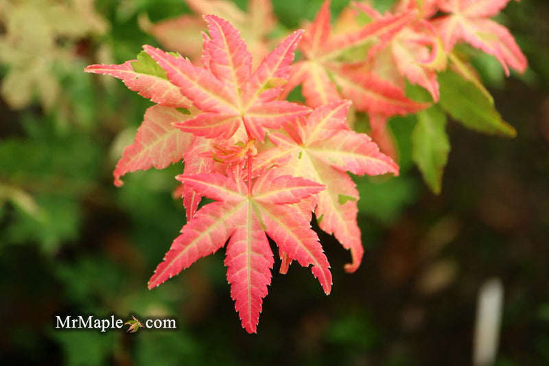 - Acer palmatum 'Harriet Waldman' Japanese Maple - Mr Maple │ Buy Japanese Maple Trees