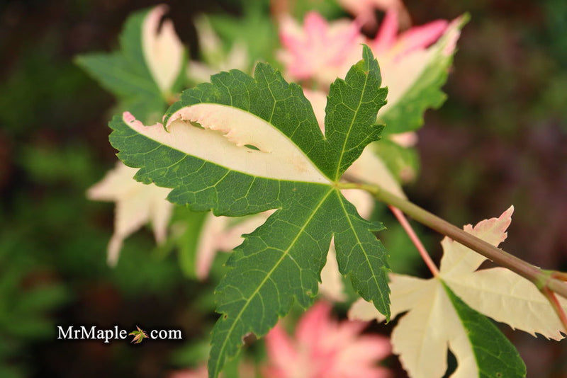 - Acer palmatum 'Harriet Waldman' Japanese Maple - Mr Maple │ Buy Japanese Maple Trees