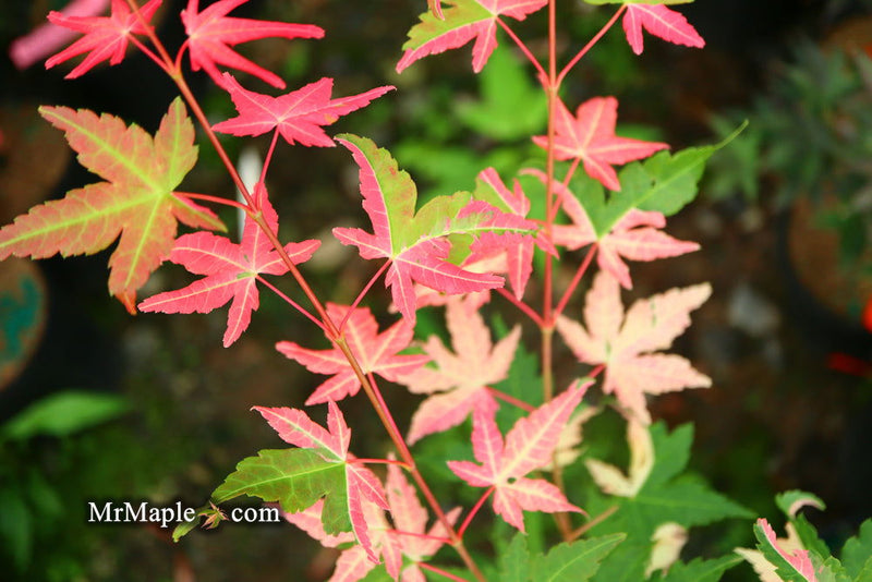 - Acer palmatum 'Harriet Waldman' Japanese Maple - Mr Maple │ Buy Japanese Maple Trees
