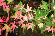 - Acer palmatum 'Harriet Waldman' Japanese Maple - Mr Maple │ Buy Japanese Maple Trees