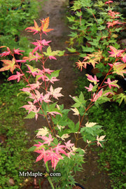 - Acer palmatum 'Harriet Waldman' Japanese Maple - Mr Maple │ Buy Japanese Maple Trees
