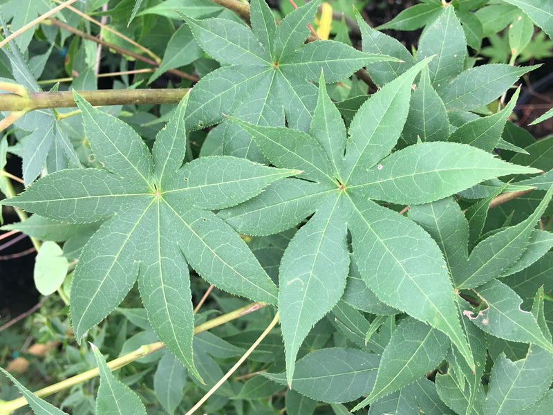 - Acer palmatum 'Harvest Red' Japanese Maple - Mr Maple │ Buy Japanese Maple Trees